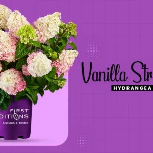vanilla strawberry hydrangea tree