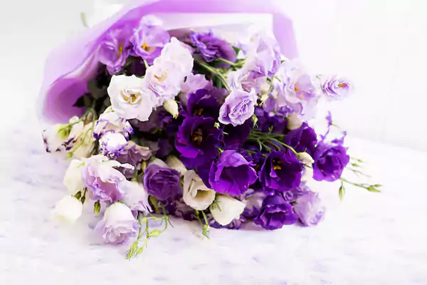 African Violet Bouquet Image
