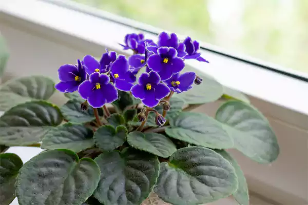 African Violet Image