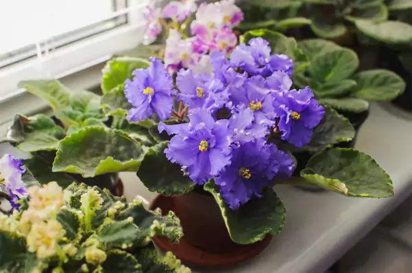 African Violets