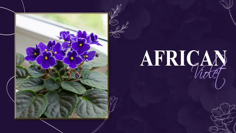 AfricanViolet plant