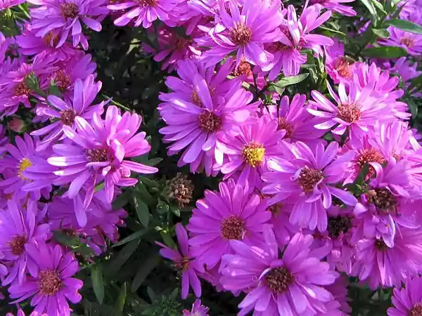 Alert Aster