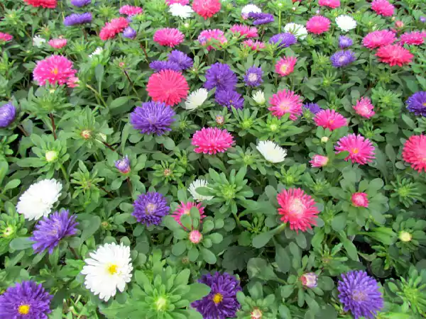 Aster Flower