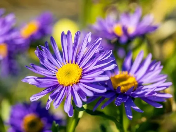 Aster Image