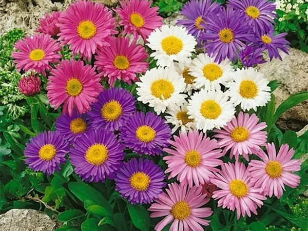 Aster Image