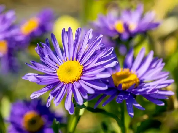 Aster Images