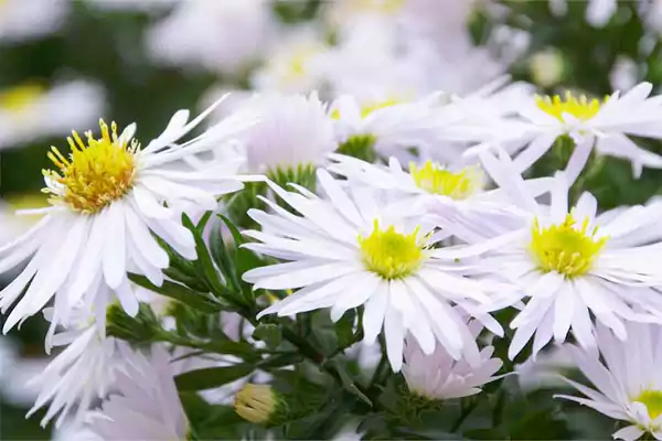 Aster Imagesss
