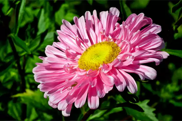 Aster Imagessss
