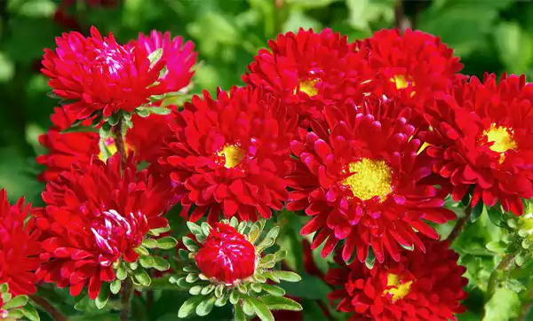 Aster Imagesssss