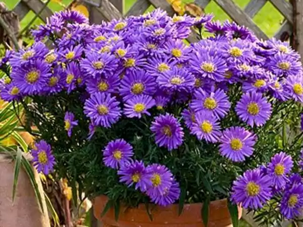 Aster Imagessssss
