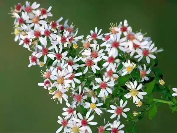 Calico Aster Image