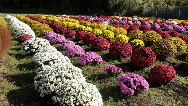 Chrysanthemum Garden Images