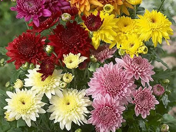 Chrysanthemum Image