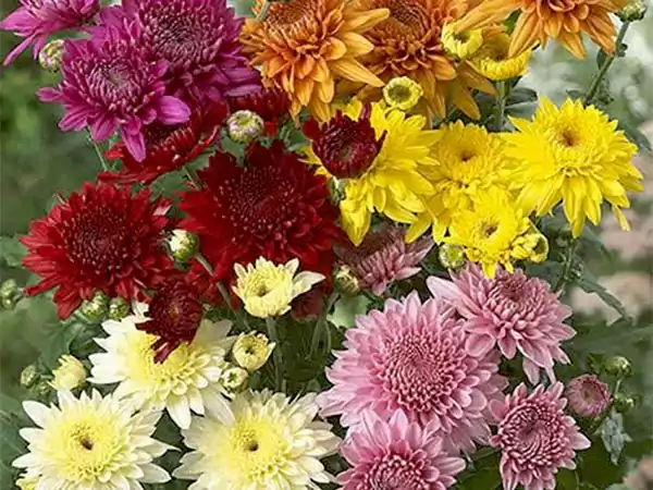 Chrysanthemum Imagess