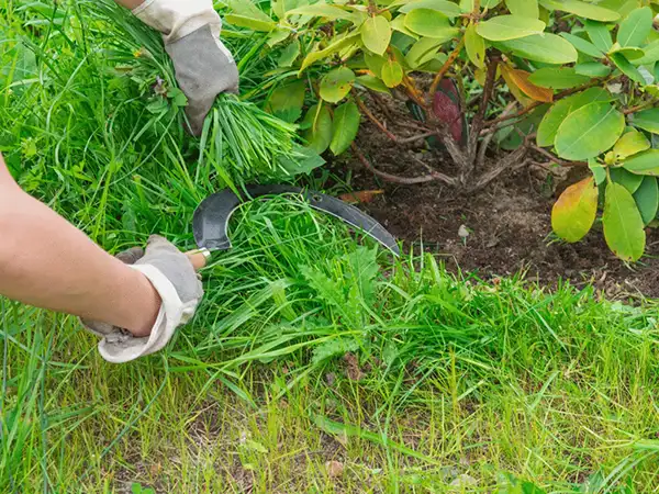 Clean Lawn
