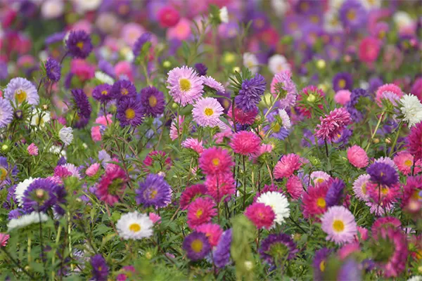 Colorful Asters Image