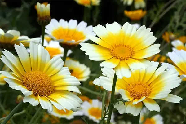 Daisy Image