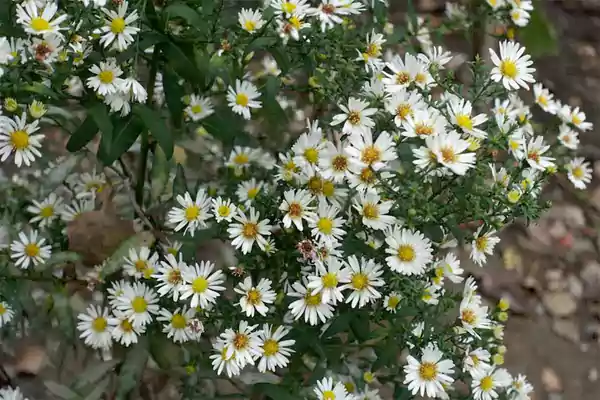 Frost Aster