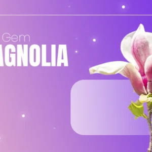 Gem Magnolia
