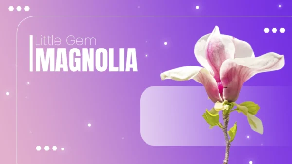 Gem Magnolia