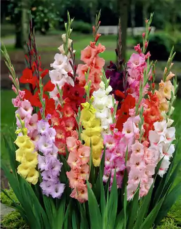 Gladiolus Image