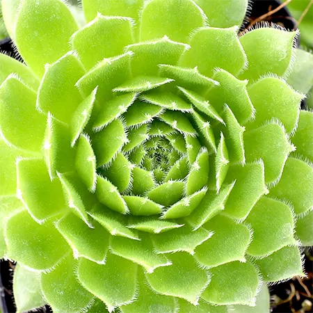 Green Wheel Image