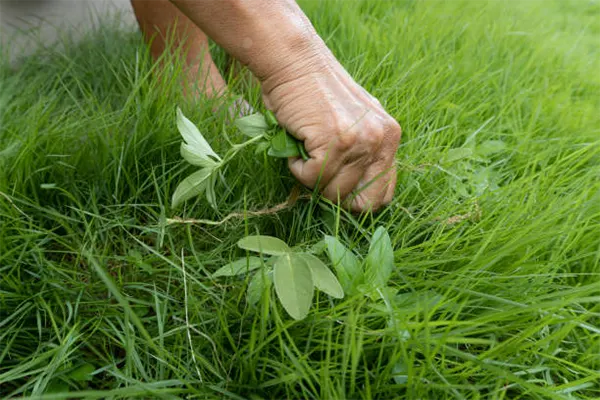 Hand Weeding