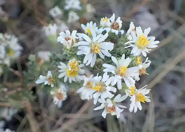 Heath Aster