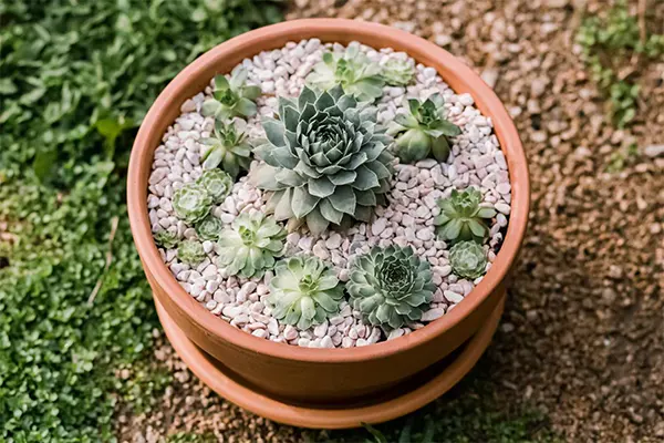 Hens and Chicks Plant Image