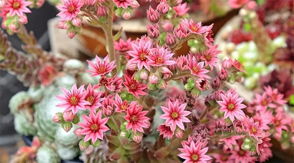 Hens and Chicks Plant Image
