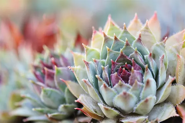 Hens and Chicks Plant Image