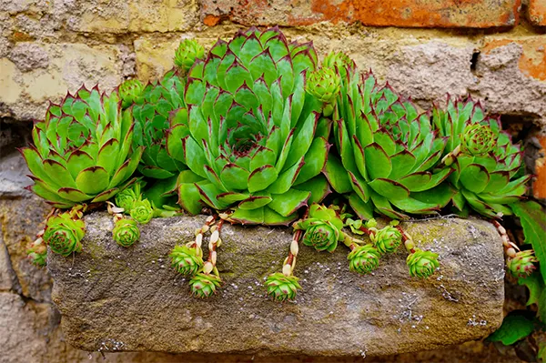 Hens and Chicks Plant Image