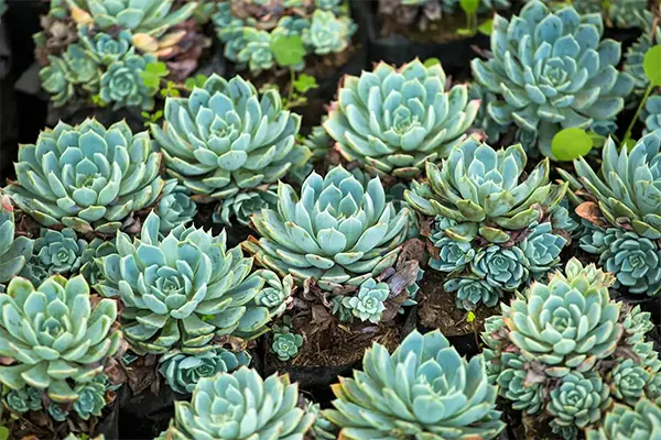 Hens and Chicks Plant Image