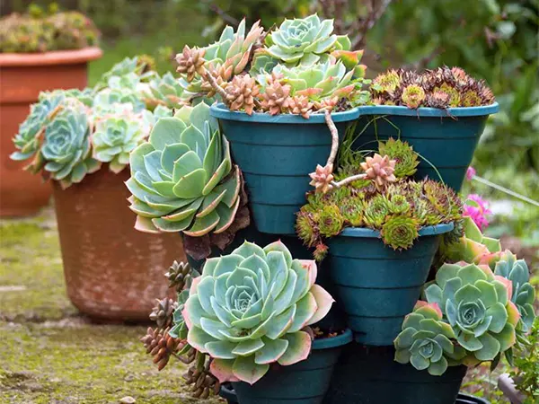 Hens and Chicks Plant Image