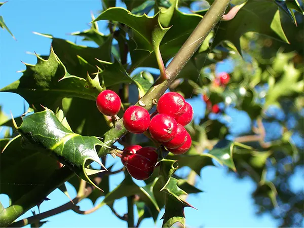 Holly Image-2