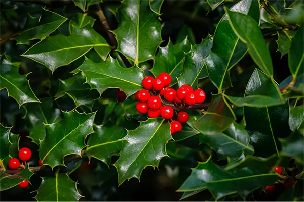 Holly Image