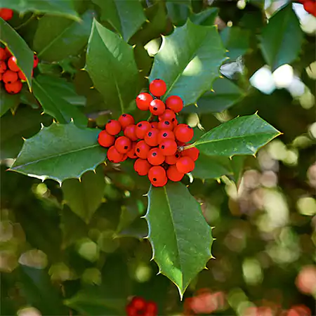 Holly Plant