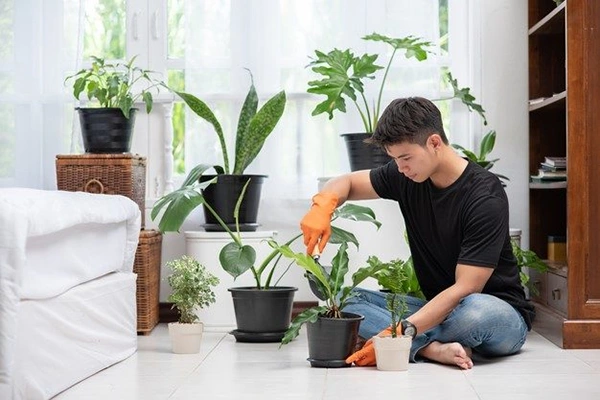 Houseplant Care