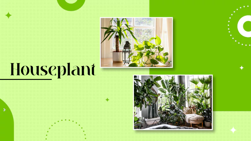 Houseplant