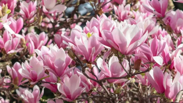 Jane Magnolia Image