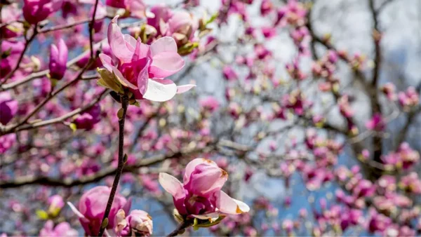Jane Magnolia Image