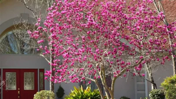 Jane Magnolia Image