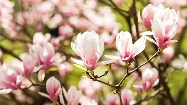 Magnolia Image