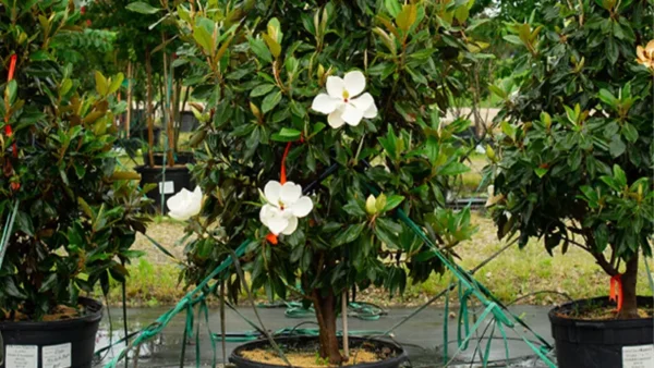 Magnolia Image