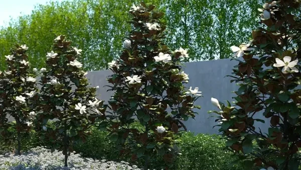 Magnolia Image