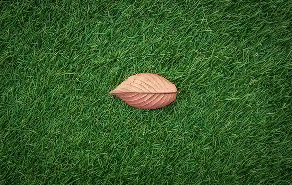 Maintaining a Clean Lawn