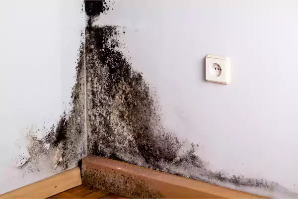 Mold Testing