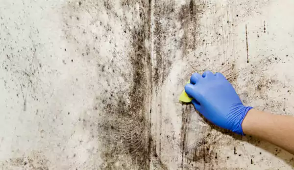 Mold Testings