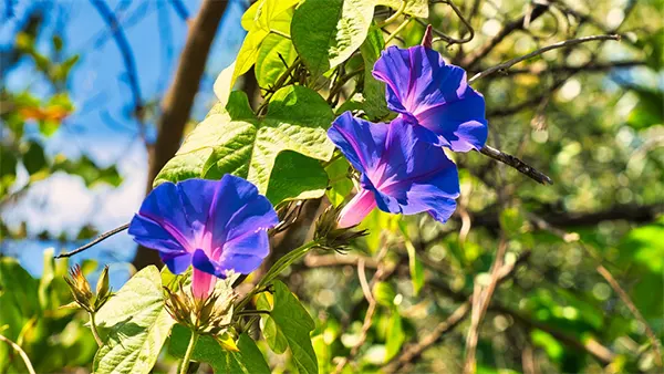 Morning Glory Image