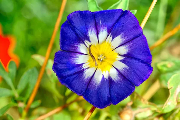 Morning Glory Image